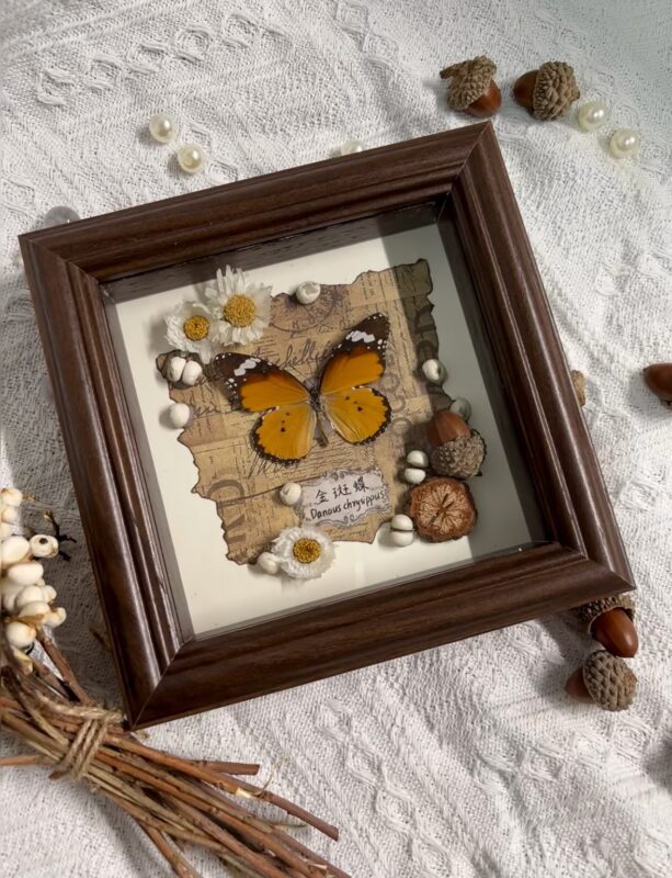 蝶翼永恒 | 蝴蝶标本制作与生态艺术活动招募-笨物志