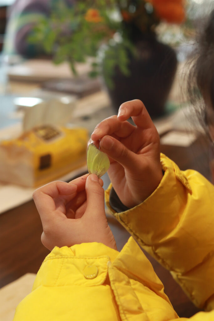 图片[10]-【活动回顾 | 探寻蝴蝶之美，亲手留存自然记忆】-笨物志