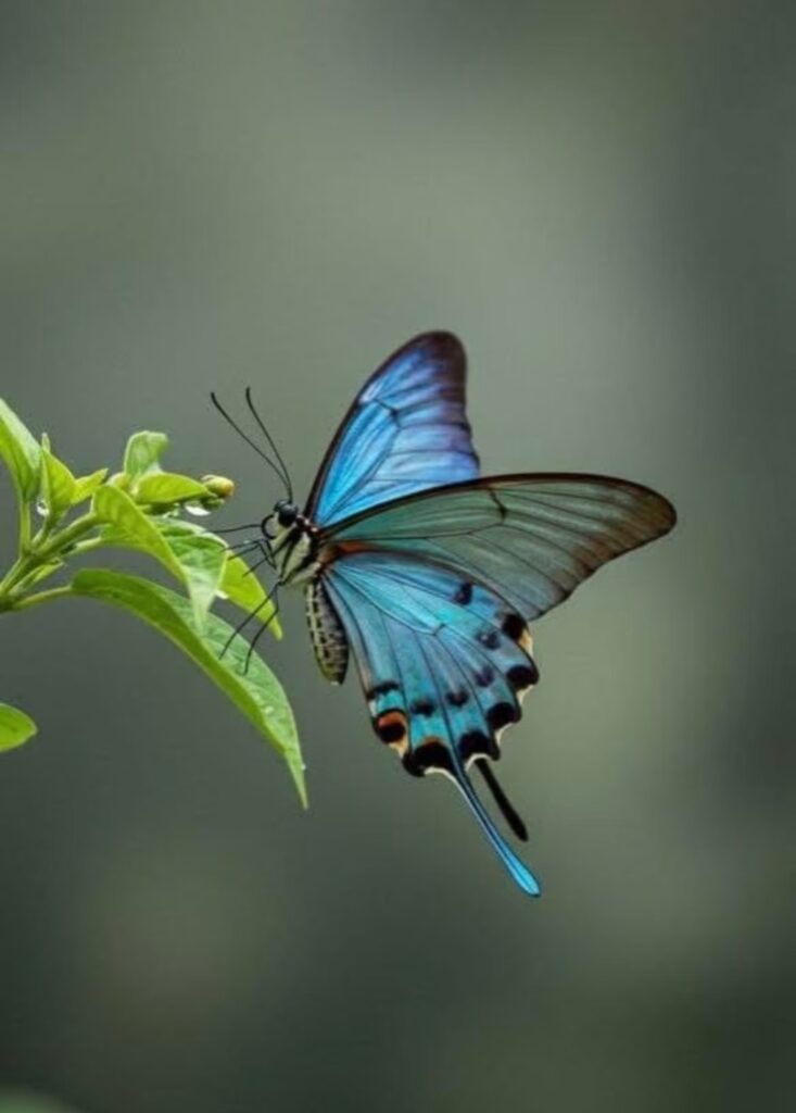 图片[6]-蝶翼永恒 | 蝴蝶标本制作与生态艺术活动招募-笨物志