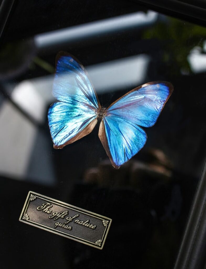 图片[2]-蝶翼永恒 | 蝴蝶标本制作与生态艺术活动招募-笨物志