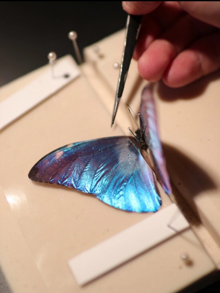 图片[8]-蝶翼永恒 | 蝴蝶标本制作与生态艺术活动招募-笨物志