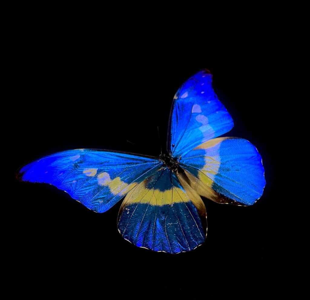 图片[4]-蝶翼永恒 | 蝴蝶标本制作与生态艺术活动招募-笨物志