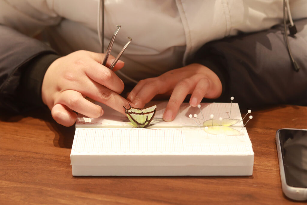 图片[12]-【活动回顾 | 探寻蝴蝶之美，亲手留存自然记忆】-笨物志