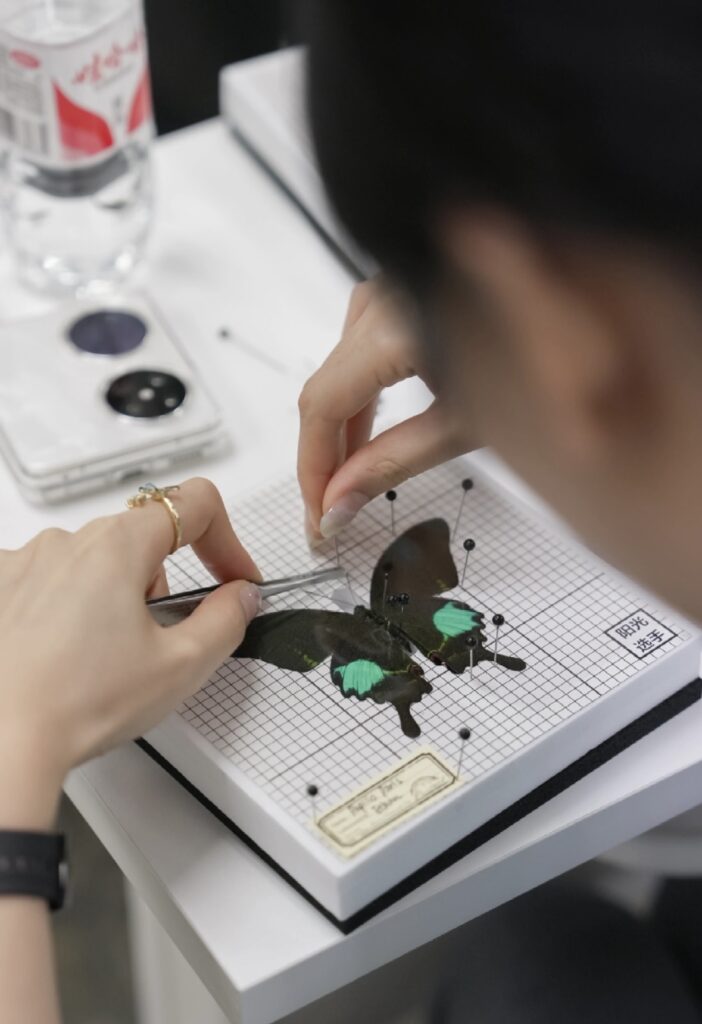 图片[9]-蝶翼永恒 | 蝴蝶标本制作与生态艺术活动招募-笨物志