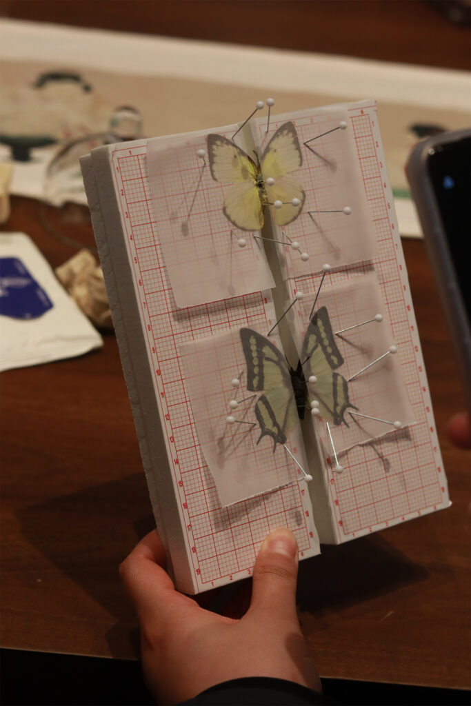 图片[11]-【活动回顾 | 探寻蝴蝶之美，亲手留存自然记忆】-笨物志